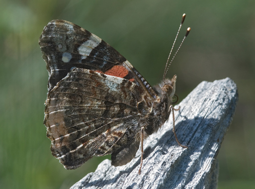 Vanessa atalanta